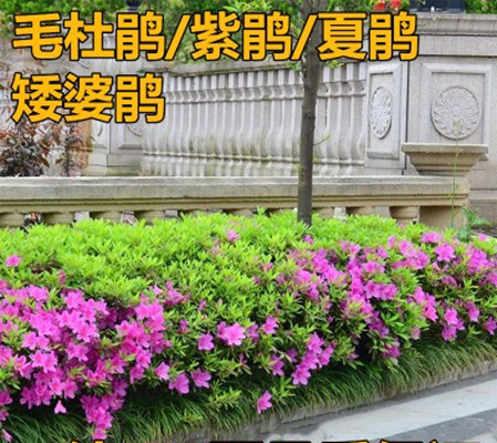 蕭山花木城直銷 毛杜鵑庭院工程道路綠化苗木四季常綠植物紫鵑在類目 鮮花速遞/花卉仿真/綠植園藝, 花園植物/行道樹/果樹, 觀葉 /花灌木中 - 來自Buy2taobao.com提供專業的淘寶代購服務