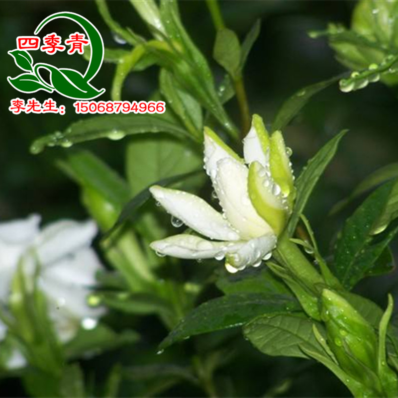 蕭山花木城直銷 小葉栀子苗庭院綠化盆栽四季常青植物小葉栀子花在類目 鮮花速遞/花卉仿真/綠植園藝, 花園植物/行道樹/果樹, 觀葉 /花灌木中 - 來自Buy2taobao.com提供專業的淘寶代購服務