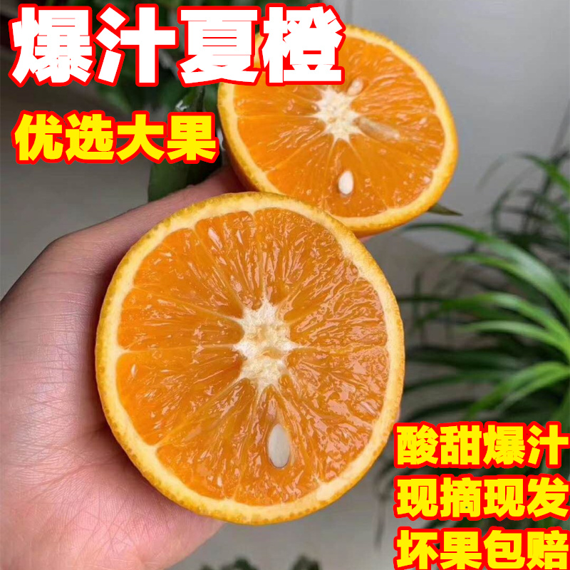 Orthodox school Zigui Valencia Season pregnant woman fresh fruit 10 Hand stripping Juicing Orange Navelin the Aquatic meat/Fresh fruits and vegetables/Cooked , Fresh fruit , Orange category - from Buy2taobao.com to provide professional Taobao agent buy service