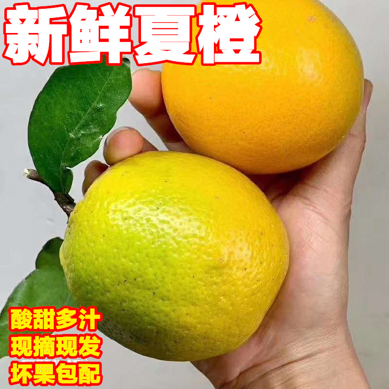 Zigui summer orange Zigui Orange Season Orange fresh Fruit 5 Orange Hand strippingin the Aquatic meat/Fresh fruits and vegetables/Cooked , Fresh fruit , Orange category - from Buy2taobao.com to provide professional Taobao agent buy service