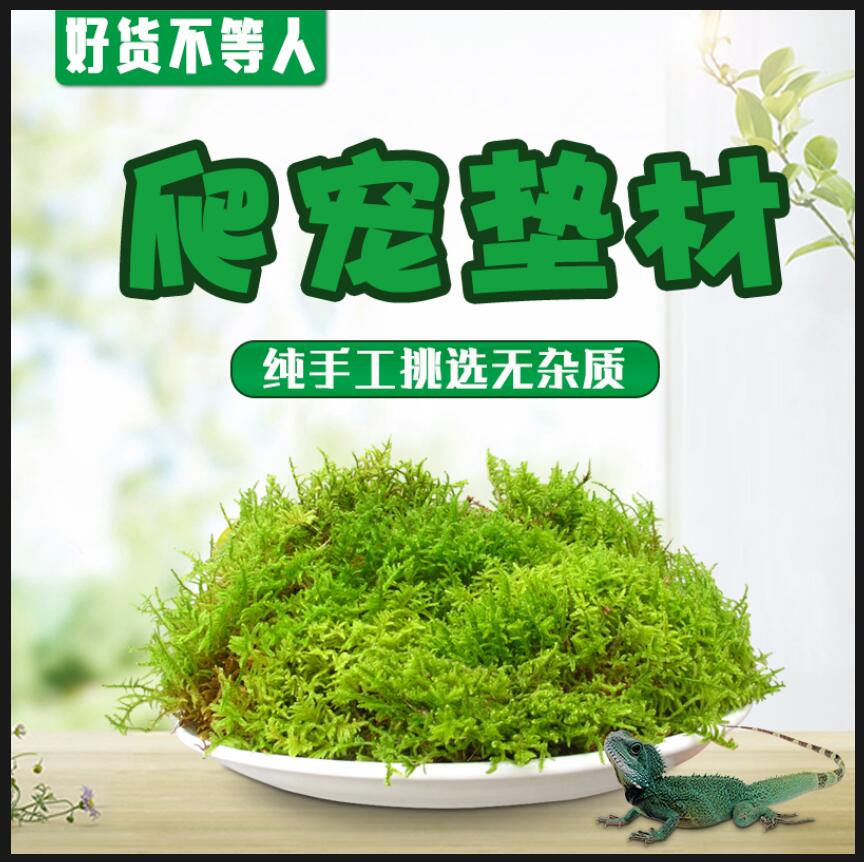 鲜活青苔 假山盆栽迷你植物diy材料水苔陆龟垫材苔藓蝴蝶兰花基质在类目 鲜花速递/花卉仿真/绿植园艺, 创意迷你植物中 - 来自Buy2taobao.com提供专业的淘宝代购服务