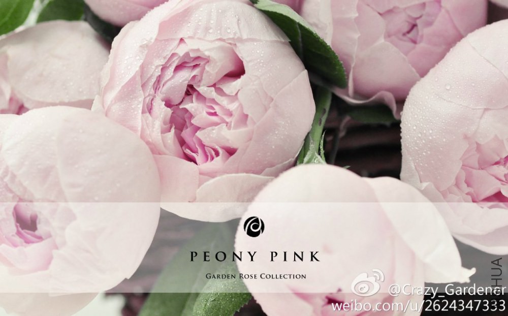 New Austin Products Pink peony/peony Chinese herbaceous peony Chinese rose Flower seedlings Pink Strong fragrance Cut Steamed stuffed bunin the Flower delivery/Flowers simulation/Plants gardening , Flowers/Potted plants (New) , Flowers category - from Buy2taobao.com to provide professional Taobao agent buy service