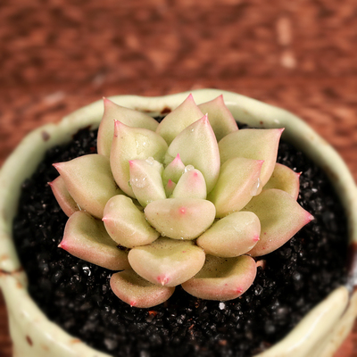 小益多肉植物象牙群生黄金象牙玉珠东云进口绿植盆栽一物一拍新品