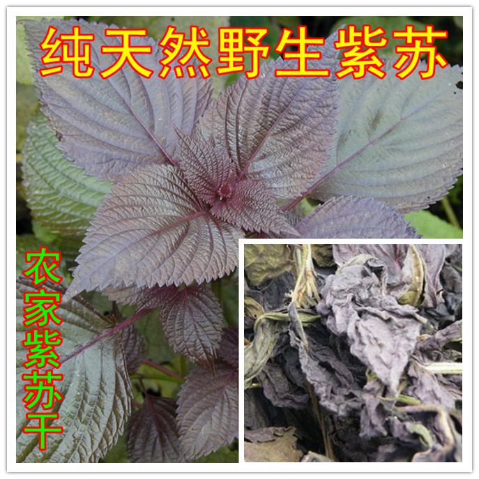 湖南耒阳特产天然野生紫苏草 苏草野苏 干紫苏干杜草炒田螺去腥味