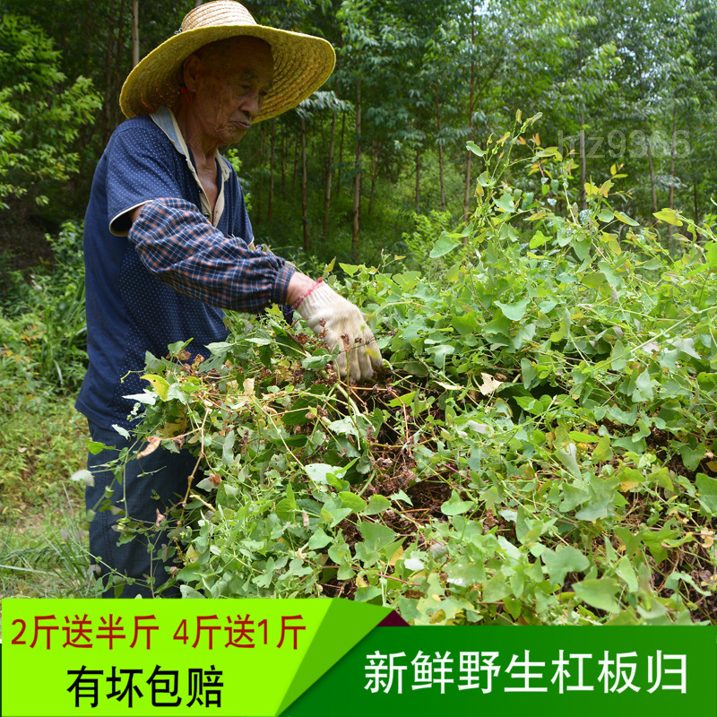新鲜杠板归草药老虎脷河白草蛇倒退蛇不过500g宝宝洗澡中草药在类目 传统滋补营养品, 药食同源食品, 其他药食同源食品中 - 来自Buy2taobao.com提供专业的淘宝代购服务