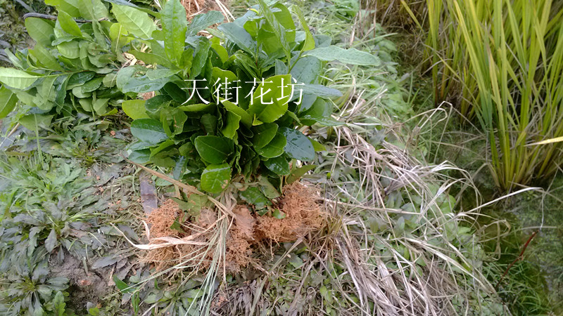 杭州西湖龙井茶叶树苗茶树苗绿茶叶苗18元自动 包邮龙井43在类目 鲜花速递/花卉仿真/绿植园艺, 花园植物/行道树/果树, 观叶 /花灌木中 - 来自Buy2taobao.com提供专业的淘宝代购服务