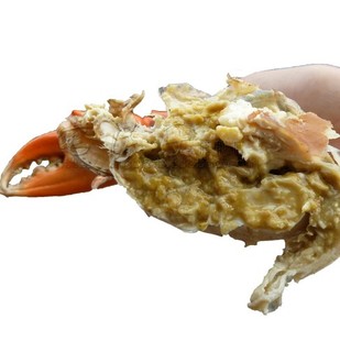  三门青蟹新鲜 海鲜 水产品活鲜螃蟹非帝王蟹醉蟹菜市场4-6两包邮