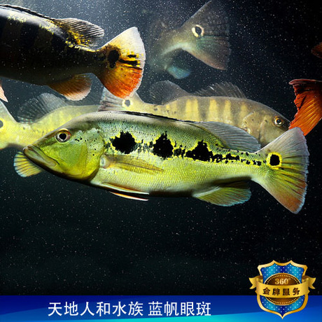 蓝帆眼斑 不同于巴西亚三间鱼 混养配龙鱼缸热