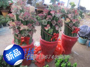 花卉绿植租摆 巴西龙骨彩麒麟 室内盆栽防辐射