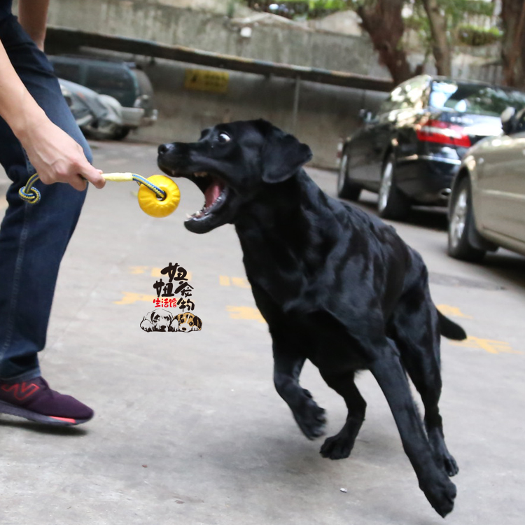 星记 互动拔河附绳球 抛掷球狗狗犬用玩具球带绳妙想球投掷球宠物在类目 宠物/宠物食品及用品, 猫/狗玩具, 橡胶球/球形玩具中 - 来自Buy2taobao.com提供专业的淘宝代购服务