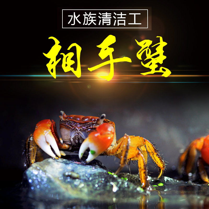 相手蟹观赏蟹水路俩栖蟹小螃蟹宠物蟹好养规格3厘 10只包邮在类目 宠物/宠物食品及用品, 水族世界, 蟹中 - 来自Buy2taobao.com提供专业的淘宝代购服务