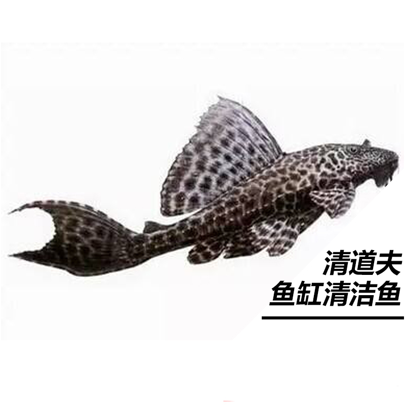 清道夫豹紋清道夫黃金胡子垃圾魚清潔工缸壁清潔魚淡水魚活體包郵在類目 寵物/寵物食品及用品, 水族世界, 魚中 - 來自Buy2taobao.com提供專業的淘寶代購服務
