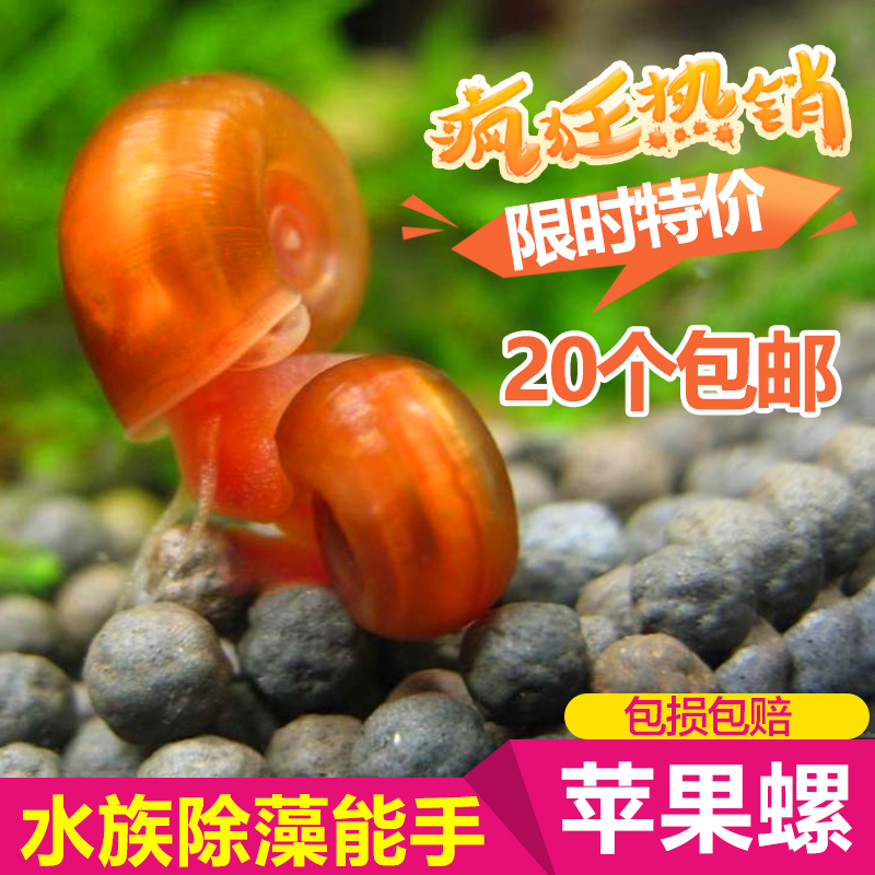 Apple snails Pet snail Promotional price foodstuff living thing freshwater Multiplication super 20 onlyin the Pet/Pet food and supplies , Aqua World , Screw category - from Buy2taobao.com to provide professional Taobao agent buy service