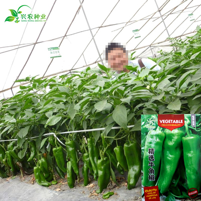 特大精选牛角椒种子高产果大阳台蔬菜庭院种菜辣椒种子青椒籽