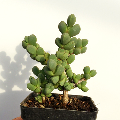 鹿角海棠多肉植物绿植花卉办公室盆栽鹿角木质化多头老桩一物一拍