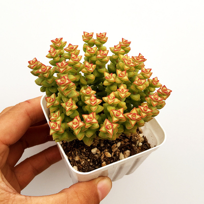 小米星群生多头爆盆多肉植物办公桌面美观迷你盆栽小米星一物一拍
