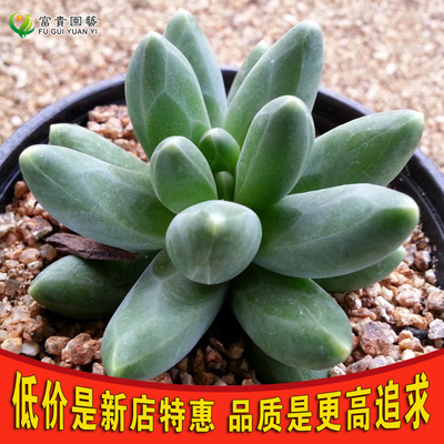 千代田之松进口多肉植物绿植花卉盆栽办公室桌面迷你肉肉盆景包邮