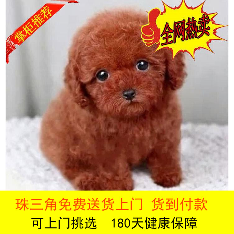 Guangzhou Thoroughbred Teddy Puppies Specific Brown-red Coffee Black grey teacup Domesticated living thing Pet dogin the Pet/Pet food and supplies , Dogs category - from Buy2taobao.com to provide professional Taobao agent buy service