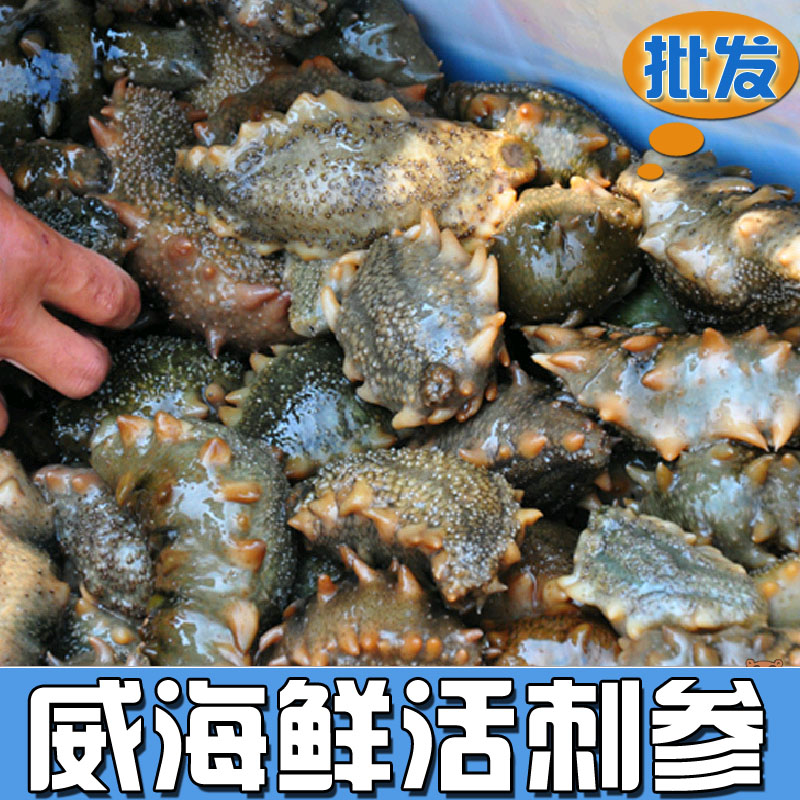 威海产海鲜 威海刘公岛刺参 野生鲜活海参 原生态 环境 海参7-8在类目 水产肉类/新鲜蔬果/熟食, 海鲜/水产品/制品, 海参中 - 来自Buy2taobao.com提供专业的淘宝代购服务