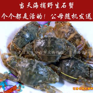  石浦鲜活水产 新鲜海鲜 石蟹/花盖蟹/花梭子蟹/海螃蟹 1斤10来只