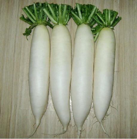 盛丰白萝卜种子 肉质细腻 大白萝卜种子 芽苗菜 芽率高 100粒在类目 鲜花速递/花卉仿真/绿植园艺, 花卉/蔬果/草坪种子(新), 家庭园艺种子中 - 来自Buy2taobao.com提供专业的淘宝代购服务