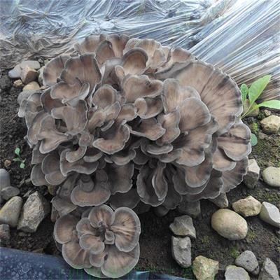 2018新品现货正宗迁西灰树花栗蘑栗子蘑菇千佛菌舞茸干货250g包邮