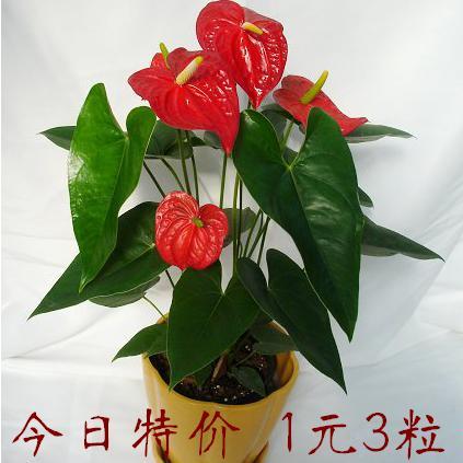 红掌花种子 火鹤花 家庭盆栽花卉植物种苗 易成