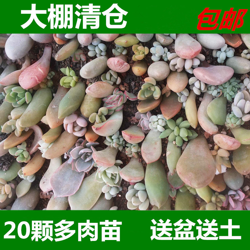 Blade Imported Succulent plants Novice combination Potted plant Fleshy Packagein the Flower delivery/Flowers simulation/Plants gardening , Flowers/Potted plants (New) , Succulents category - from Buy2taobao.com to provide professional Taobao agent buy service