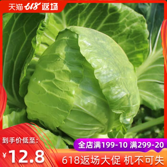 北京百年栗园 农家自产圆白菜500g 新鲜采摘 生态种植|msdalam kategori daging perikanan/Buah-buahan segar dan sayur-sayuran/dimasak, sayur-sayuran segar/Vegetable Products, sayur-sayuran segar, lain - dari Buy2taobao.com untuk memberikan perkhidmatan ejen Taobao profesional membeli