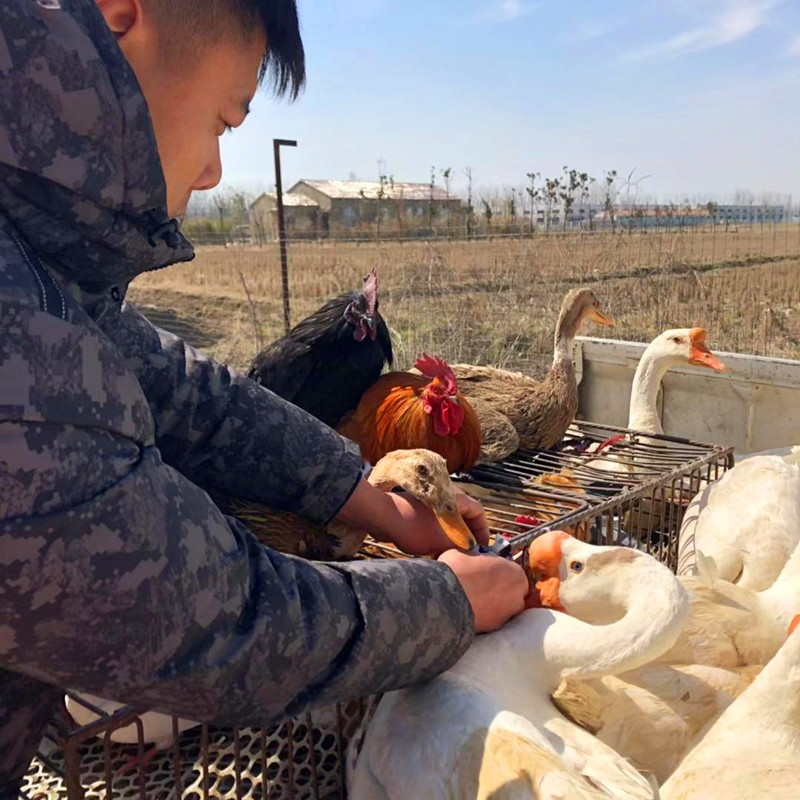 happiness live broadcast follow Live broadcast Select Wild fish Crucian carp Salmon Countryside Tuhuoin the Aquatic meat/Fresh fruits and vegetables/Cooked , Seafood/Aquatic/Product , Freshwater Fish category - from Buy2taobao.com to provide professional Taobao agent buy service