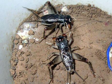 宁津宁阳野生斗蛐蛐活体斗蟋蟀活斗虫秋虫蛐蛐