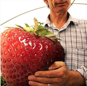 英国进口巨型草莓 Giant strawberry 草莓种子 超