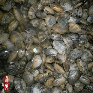  新鲜 鲜活海鲜花蛤蜊/活蚬子/杂色蛤 /鲜货水产品 250g