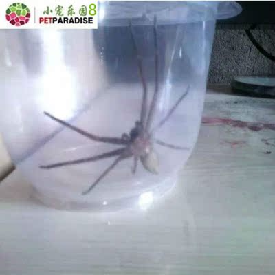 白额高脚蛛 杀蟑螂 灭小强 另类宠物蜘蛛活体 幼