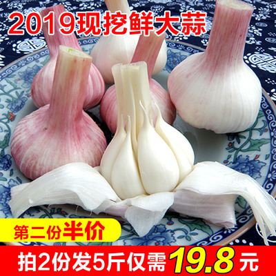 2019年新鲜大蒜头鲜蒜头现挖山东农家嫩蒜湿蒜新蒜腌糖醋蒜2.5斤