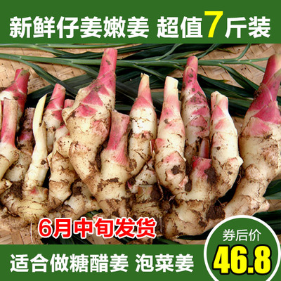 【领券减10元】新鲜仔姜子姜7斤红芽鲜姜嫩姜鲜姜芽生姜3500g