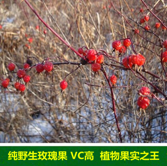 東北特産野生玫瑰果 薔薇果 刺玫果 幹果野果子山果子VC之王250g在類目 傳統滋補營養品, 養生茶中 - 來自Buy2taobao.com提供專業的淘寶代購服務