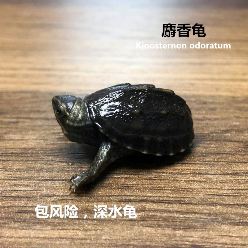 2018麝香龟苗活体小剃刀龟深水观赏龟蛋龟乌龟活体宠物全品在类目 宠物/宠物食品及用品, 水族世界, 龟/鳖中 - 来自Buy2taobao.com提供专业的淘宝代购服务
