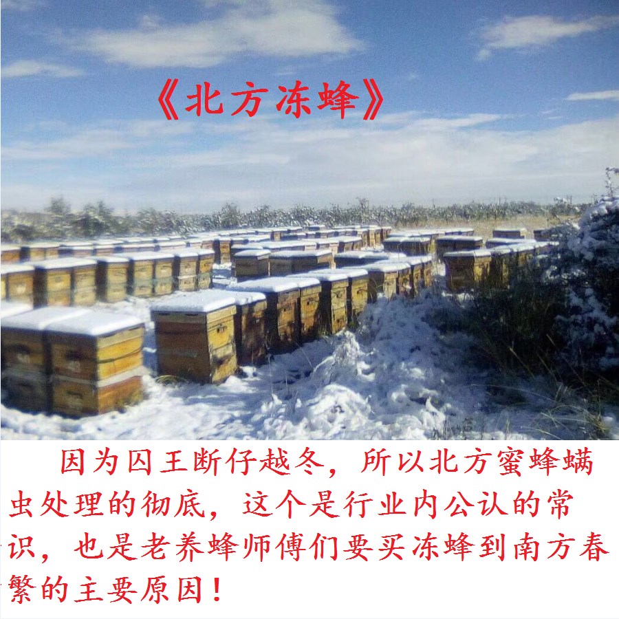 蜜蜂活体意蜂蜂群笼蜂出售意蜂蜂王低价包邮授粉蜜蜂宠物产卵蜂王在类目 宠物/宠物食品及用品, 其它宠物, 其它宠物中 - 来自Buy2taobao.com提供专业的淘宝代购服务