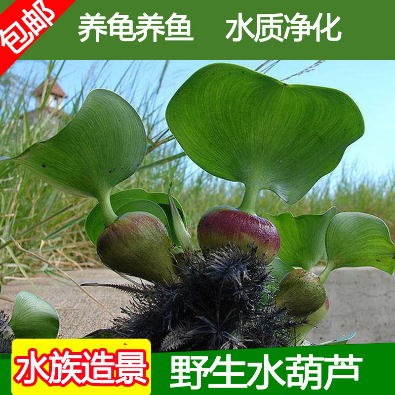 水葫芦植物水生包邮水芙蓉水浮莲水浮萍水培净化水质龟缸水族造景在类目 宠物/宠物食品及用品, 水族世界, 鱼缸等水族设备, 水草中 - 来自Buy2taobao.com提供专业的淘宝代购服务