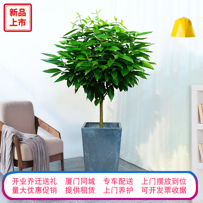 large Green Tree Botany Potted plant a living room indoor Emerald tree Pachira Happy Tree Office Plants flowersin the Flower delivery/Flowers simulation/Plants gardening , Flowers/Potted plants (New) , Large plants/Potted finished composition category - from Buy2taobao.com to provide professional Taobao agent buy service