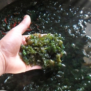  新鲜有机野生地衣/无污染野菜 地皮菜 地木耳 天然绿色蔬菜