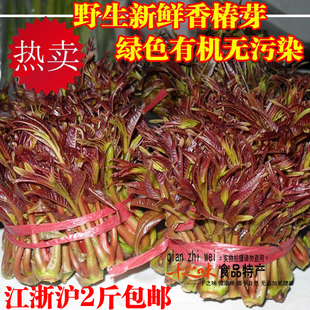  热卖 当天采摘 野生绿色新鲜蔬菜★头茬香椿芽★香春芽菜镇店之宝