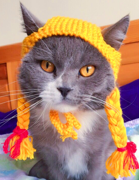 Little girl Braid Hat Kitty Wig cap TG Hat English short America Short Headgear Pets Knitted hat Funnyin the Pet/Pet food and supplies , Pet apparel and accessories , Hat category - from Buy2taobao.com to provide professional Taobao agent buy service