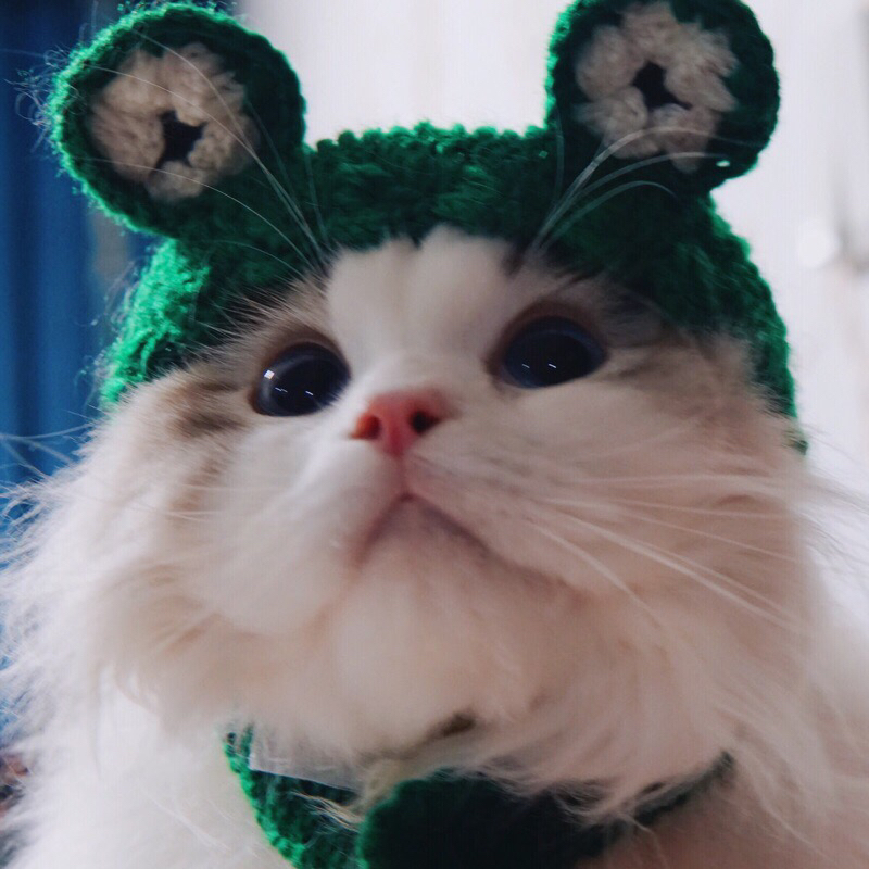 Pets Hat lovely Frog modelling Transfiguration equipment Kitty Hat Headgear Headdress Suppliesin the Pet/Pet food and supplies , Pet apparel and accessories , Hat category - from Buy2taobao.com to provide professional Taobao agent buy service