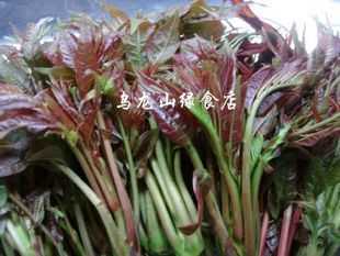  (冲皇冠真情回馈)春季现货刚将芽 新鲜香春 “椿木颠 ” 12元/斤