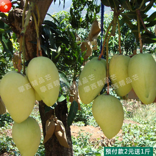  包邮预售攀枝花新鲜凯特芒果预计8月发货比海南芒果干水果好吃