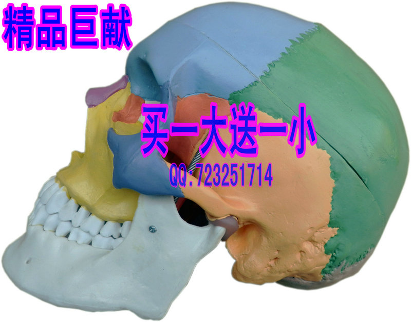 Buy one get one free High simulation skull Model skull partition Model colour skull Model Skull base modelin the Toy/Childs/Puzzle/Building block/Model , Static model , Other model toys category - from Buy2taobao.com to provide professional Taobao agent buy service