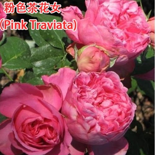 现货 法国新品<em>月季</em> 粉色<em>茶花女</em>(Pink Traviata)扦
