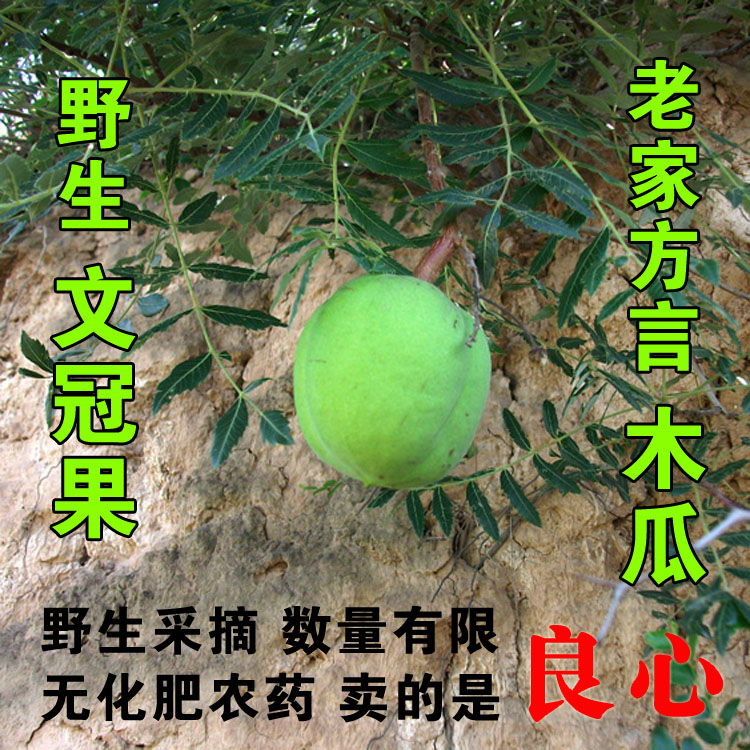 陝西甘肅土木瓜新鮮文冠果木瓜野生文冠果木瓜純天然野生水果木瓜在類目 水產肉類/新鮮蔬果/熟食, 新鮮水果, 其它中 - 來自Buy2taobao.com提供專業的淘寶代購服務